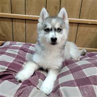 Siberian Husky Mix: 1 Female Available