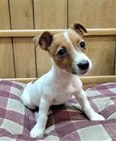 Jack Russell Terrier Mix: 3 Males Available