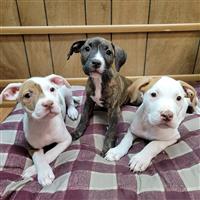 Pitbull Mix: 1 Male (right) Available