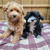 Yorkipoo Mix: 1 Female (left) Available