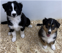 Australian Shepherd Mix: 1 Male (Black & White on left) Available