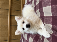 American Eskimo Mix: 3 Females Available