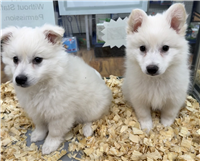 American Eskimo Mix: 3 Males Available