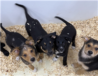 Australian & German Shepherd Mix: 3 Available