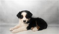 Australian Shepherd : 1 Female Available