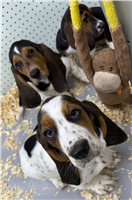 Basset Hound: 1 AKC Male and 1 AKC Female Available