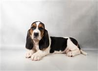 Basset Hound ARRIVING 9/14: 1 Female