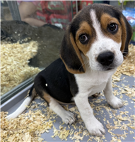 Beagle Mix: 1 Male Available