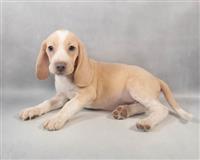Beagle: 1 Female Available