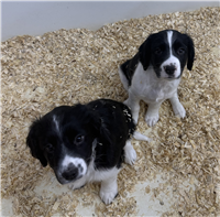 Springer Spaniel & Corgi Mix: 3 Males Available