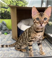 Bengal Mix: 1 Male and 2 Females Available