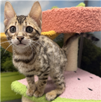 TICA Bengal: 1 Male and 1 Female Available