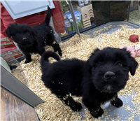 Australian Shepherd & Bernedoodle Mix: 1 Female Available
