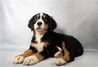 Bernese Mountain Dog ARRIVING 9/14: 1 Female