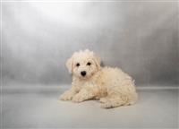 Bichon Frise: 1 Male Available