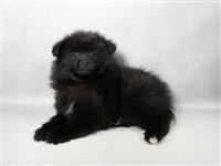 Pomeranian: 1 Male Available