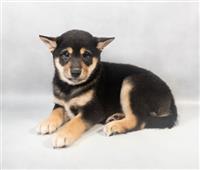 ACA Shiba Inu: 1 Black & Tan Female Available