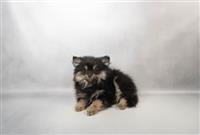 Pomeranian: 1 ACA Male Available