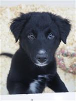 Border Collie Mix: 3 Males Available