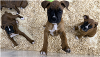Boxer Mix: 2 Males and 2 Females Available