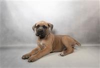 Cane Corso : 1 Female Available