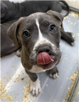 Cane Corso Mix: 1 Male and 2 Females Available