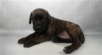 AKC Cane Corso: 1 Male Available