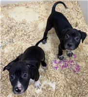 Cane Corso & Pitbull Mix: 1 Male Available