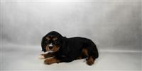 Cavalier King Charles Spaniel: 1 Female Available