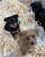 Cavapoo Mix: 2 Females and 1 Male Available