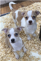 Chihuahua Mix: 2 Males Available