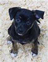 Fox Terrier & Pomeranian Mix: 1 Male Available