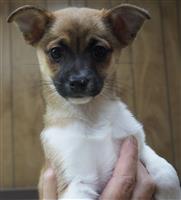 Fox Terrier & Pomeranian Mix: 1 Male Available