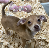 Chiweenie Mix: 1 Male and 1 Female Available