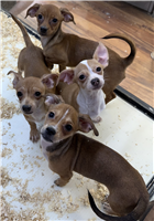 Chiweenie Mix: 1 Female Available