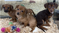 Chiweenie Mix: 1 Male and 2 Females Available
