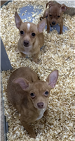 Chiweenie Mix: 2 Males and 1 Female Available