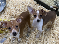 Chiweenie Mix: 1 Male (RIGHT) and 1 Female (LEFT) Available