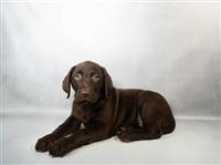 AKC Labrador Retriever: 1 Male Available
