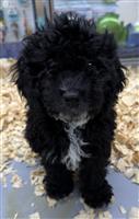 F1B Cockapoo: 1 Male Available