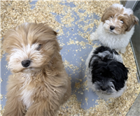 Cockapoo & Maltese Mix: 5 Males Available