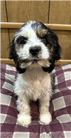 Cockapoo Mix: 1 Male Available