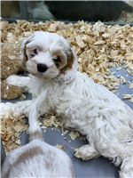 First Gen Cockapoo: 1 Female Available