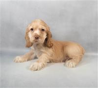 ACA Cocker Spaniel: 1 Male Available