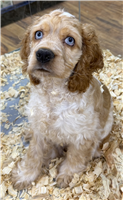 Cocker Spaniel Mix: 1 Male Available
