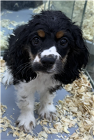 Cocker Spaniel Mix: 1 Male and 1 Female Available