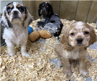 Cocker Spaniel Mix: 2 Females Available