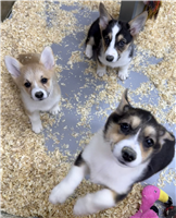 Pembroke Welsh Corgi Mix: 2 Females Available