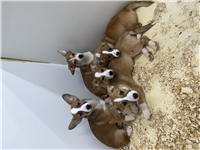 Corgi & Jack Russell Mix: 