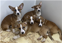Corgi & Jack Russell Mix: 4 Available